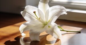 Dies of death: Understanding the end-of-life journey with compassion