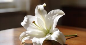 Great grief meaning: Finding the true definition behind the feeling
