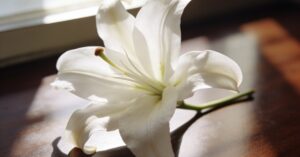 Meaning of grief in Urdu: Understanding the Word and Its Translation
